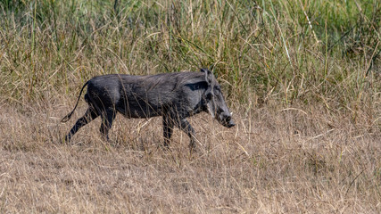 warthog walking in grass