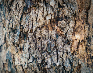 Bark of plane tree and background texture