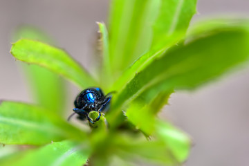 Wildlife-insects inhabiting wild plants