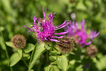 Abeille et fleur centaurée