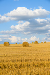 Bele siana  na polu pod chmurami © Lukasz Struk