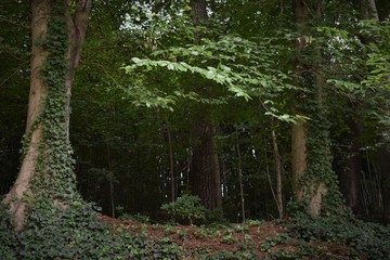 Tall trees and foliage in the forest