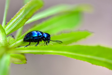 Wildlife-insects inhabiting wild plants