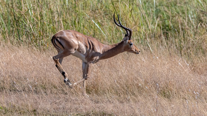 Bachelor impala