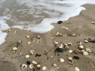 Muscheln am Strand