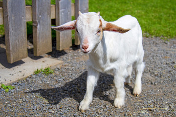 Ziege - Kitz - jung - niedlich - Baby - süß