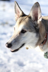 Wolf dog in the  snow mountain