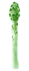Hand painted watercolor asparagus. Sparrowgrass, grassIsolated
