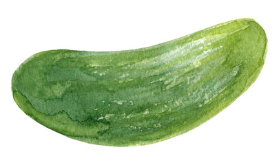 Hand painted watercolor cucumber. Isolated on white background.