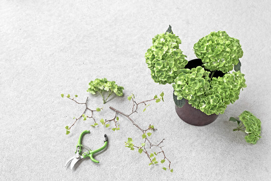 Hydrangea plant in in red metal pot and garden pruner on concrete background.