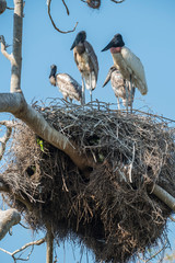 Jabiru mycteria, Pantanal , Brazil