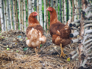 Red chickens walking near a village by a fence.