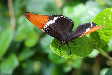 The Rusty-tipped Page butterfly, also called the Black and Tan and the Brown Siproeta