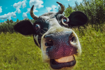 Amusing elongated face of a cow standing on the background of forest and grass. Looks into the camera lens