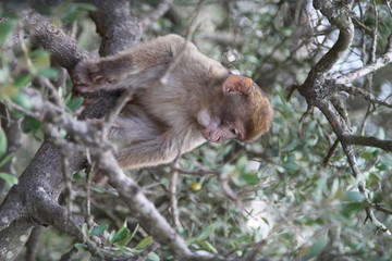 Little Monkey freedom in the tree