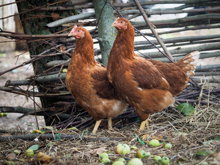 Red chickens walking near a village by a fence.
