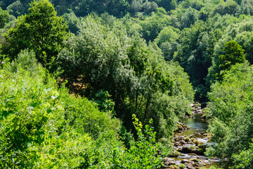 Naklejka premium Forest river