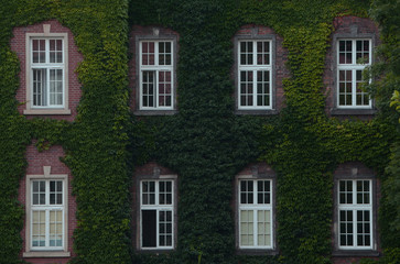 Old building windows covered with green leaves, ivy texture
