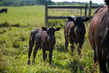 Cattle (Cows) in a Kentucky Pasture