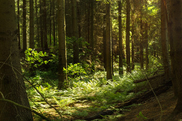 Sonnenlicht bricht durch dichten Nadelwald mit Farnen und grünem Unterholz Dickicht, mystischer Wald gesund, natürlich