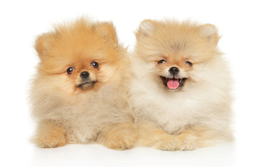Two red-haired funny and happy Pomeranian pupp