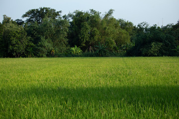 Fototapeta premium Rice paddy field in Thailand