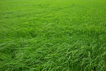 Rice paddy field in Thailand