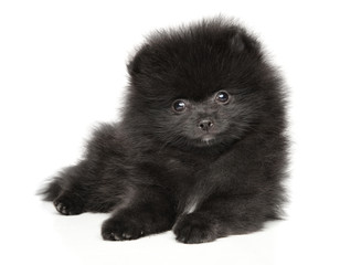 Black Zwerg Spitz puppy on white