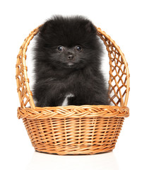 Black tiny Spitz puppy in a wicker basket