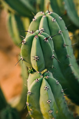 Close up of blooming flowers on luxury hotel pool and recreation area background. Travel concept.