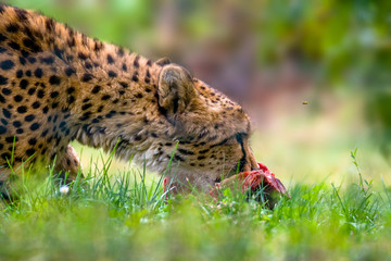 a big cat cheetah while eating the prey