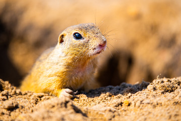 European ground squirrel, Spermophilus citellus, aka European souslik. Small cute rodent in natural habitat