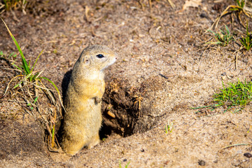 European ground squirrel, Spermophilus citellus, aka European souslik. Small rodent hidden in the burrow