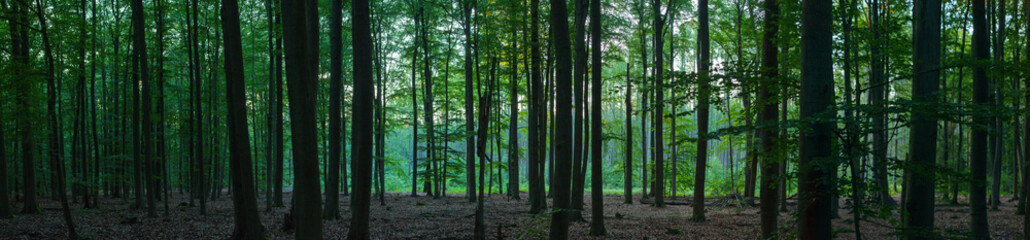 Panorama dichter Wald mit Lichtung und grünen Blättern Abendsonne Baumstämme und Laub