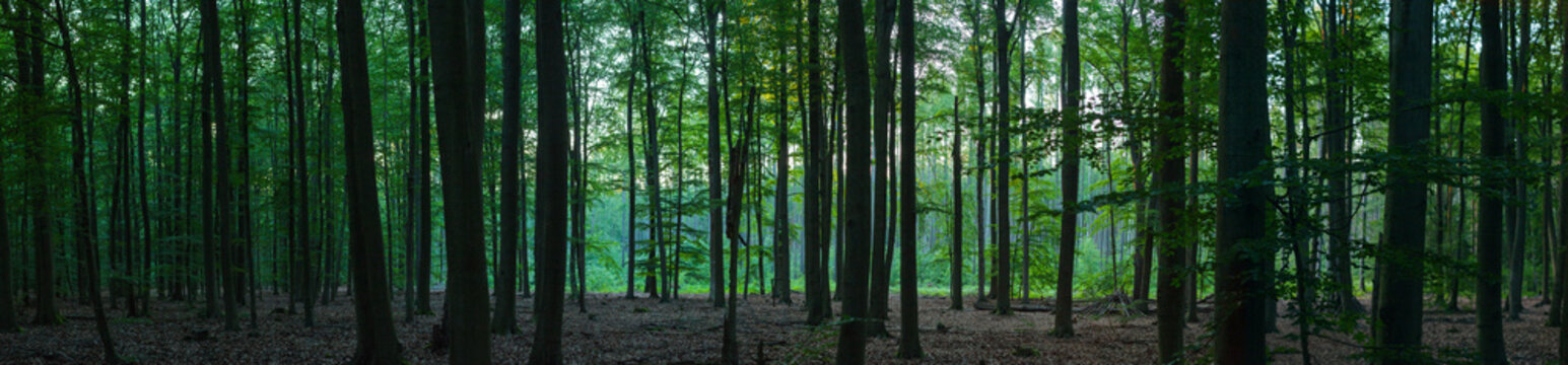 Panorama dichter Wald mit Lichtung und gr&uuml;nen Bl&auml;ttern Abendsonne Baumst&auml;mme und Laub