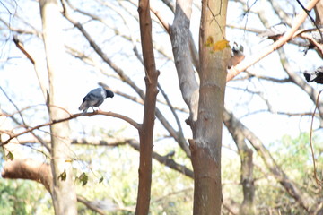 birds