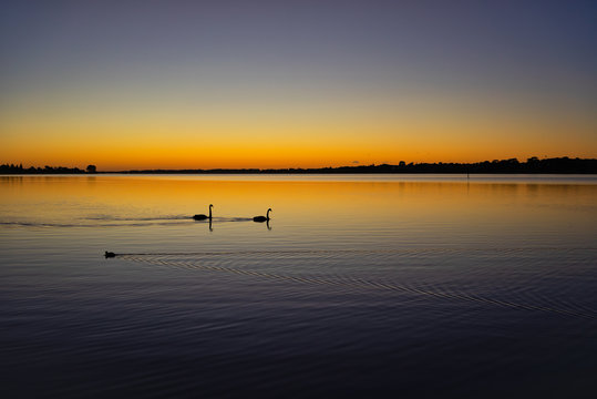 Silhouette of two Black swans on Lake Alexandrina, Goolwa, Coorong, South Australia, Australia