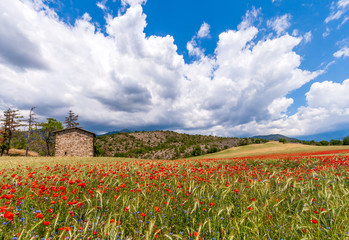 Wheat and poppy field in the Provence, southern France