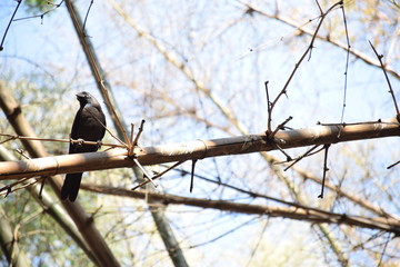 birds