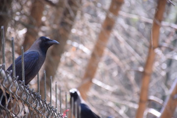 birds