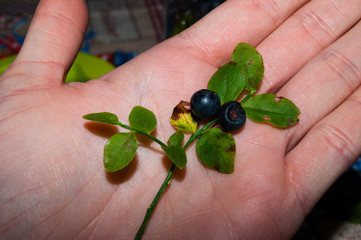 A sprig of fresh blueberries in the palm of your hand