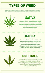 Types of Weed vertical infographic