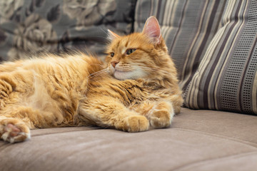 Old red cat lying on the couch