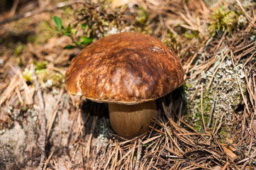White mushroom growing in the forest