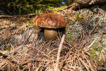 White mushroom growing in the forest