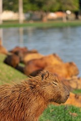 capivara