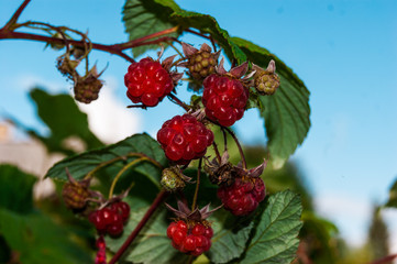 Juicy raspberry in summer on a twig on a background of blue sky