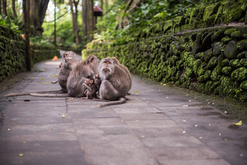 monkey family
