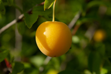 Yellow plum