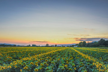 Provence champs de Tournesols coché de soleil